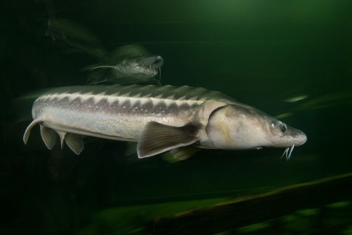 Севрюга (Acipenser stellatus)