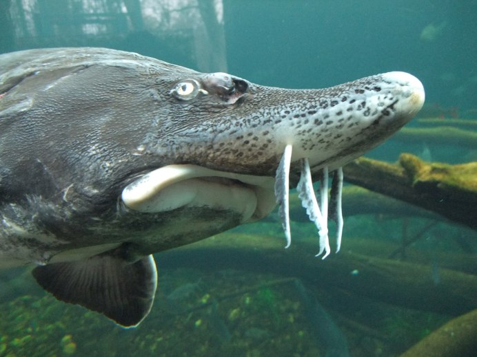 Sturgeon осетровые