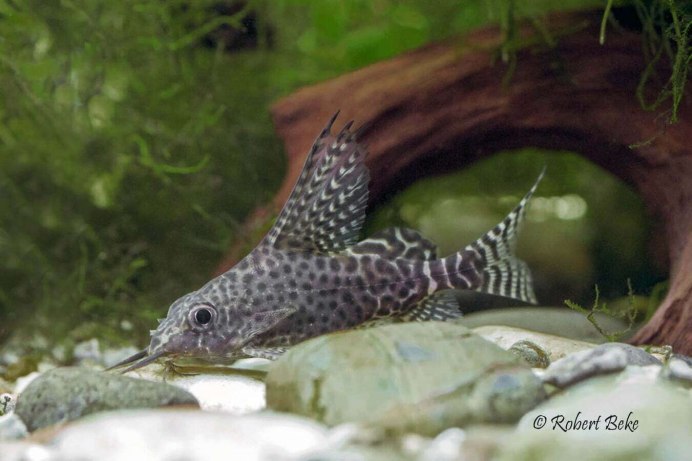 Synodontis robbianus