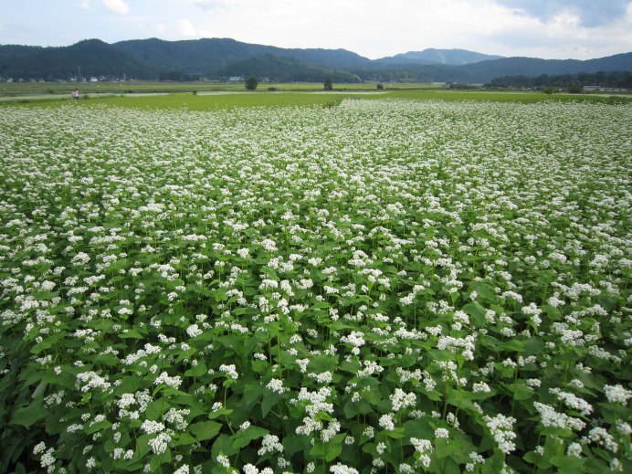 Гречиха посевная и гречка