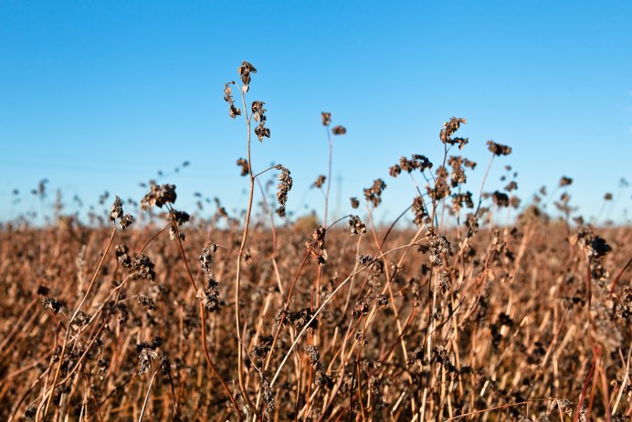 Гречиха посевная цветок
