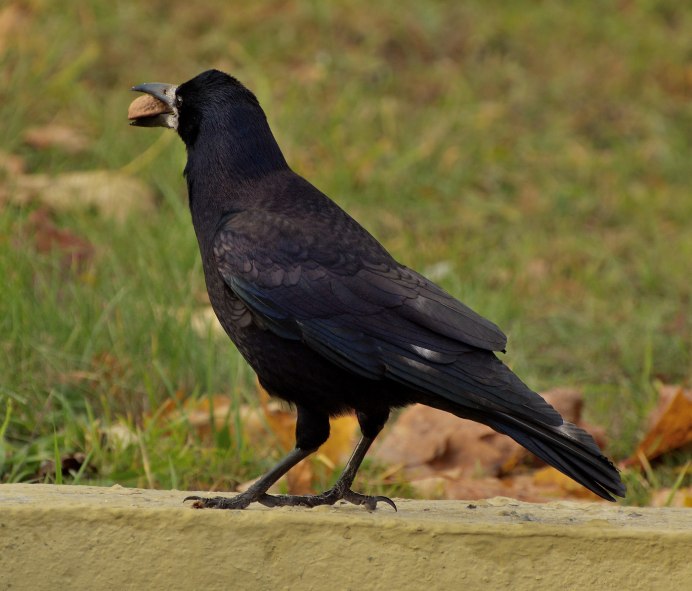 Фотография Грача птицы