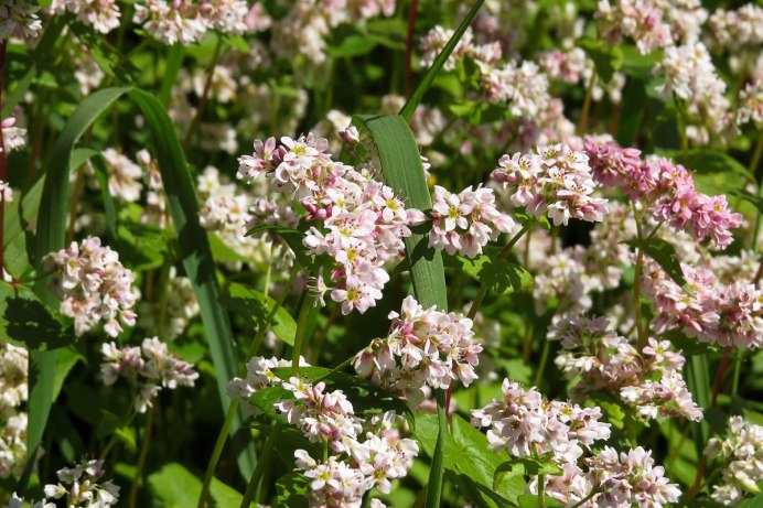 Гречишное поле