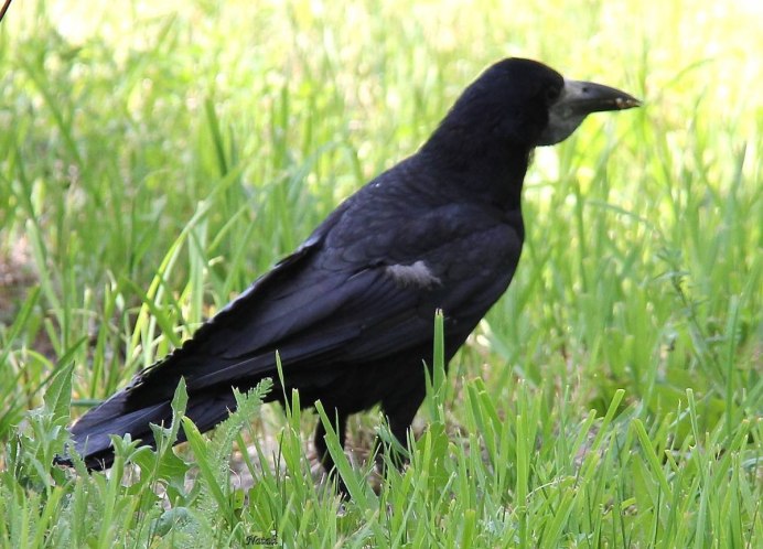Грач обыкновенный