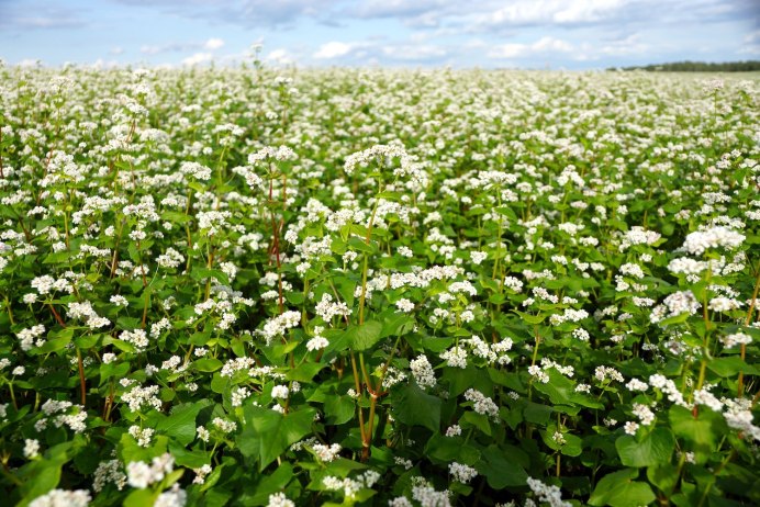 Гречиха Инзерская