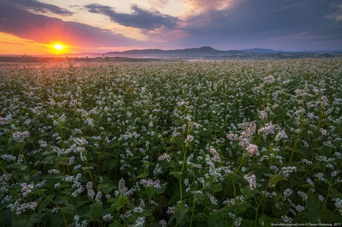 Гречиха красностебельная