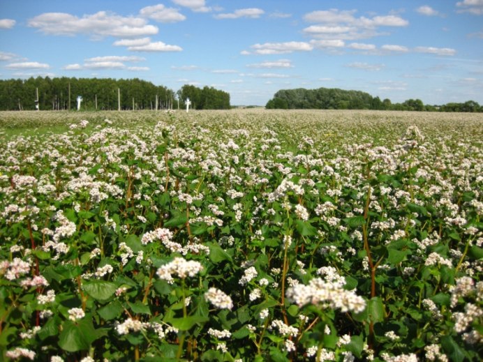 Грач (Corvus frugilegus)