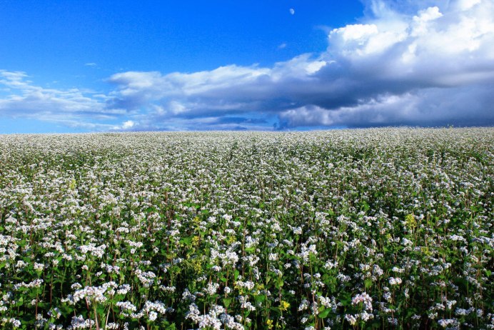 Поля гречихи в Алтайском крае