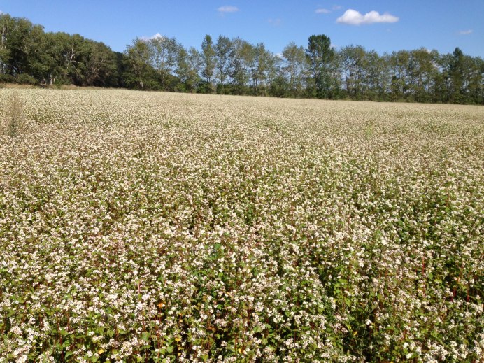 Гречиха посевная цветение