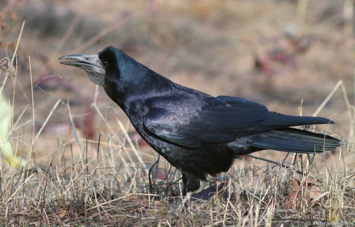 Грач (Corvus frugilegus)