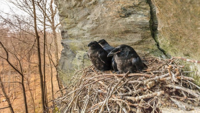 Грач шагает