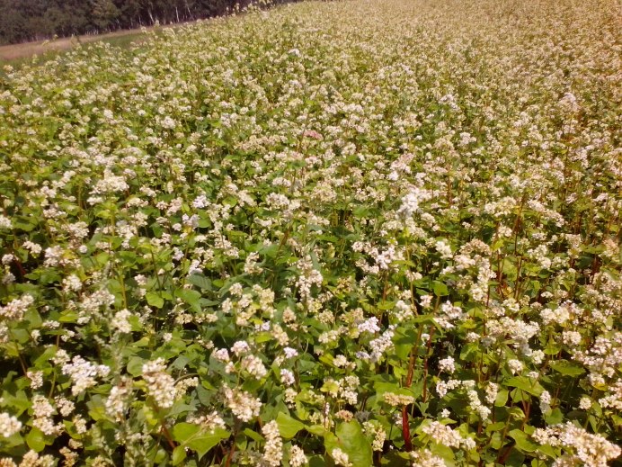 Зеленоцветковая гречиха