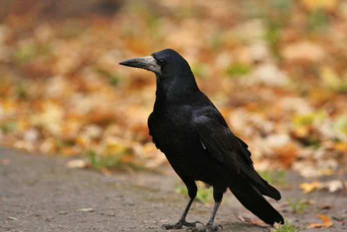 Герасим Грачевник