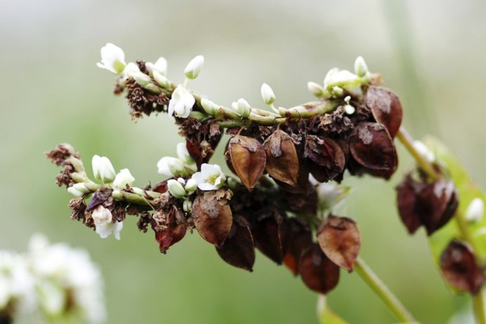 Гречиха посевная