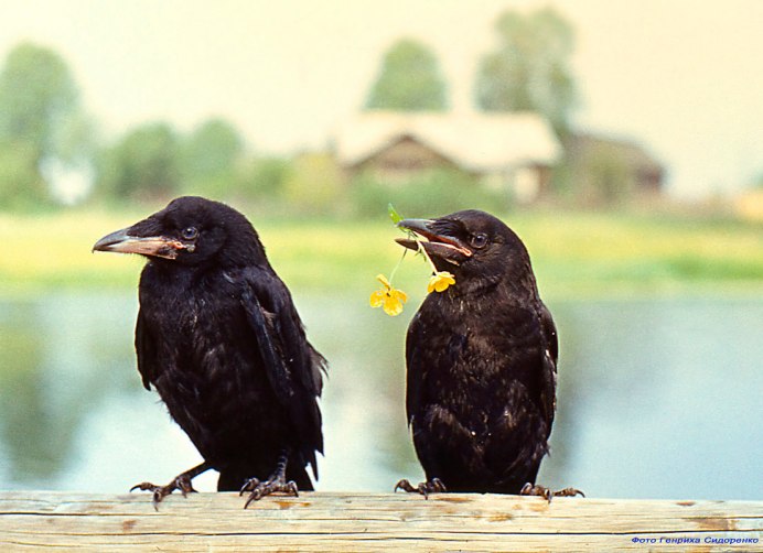 Галка обыкновенная гнездо