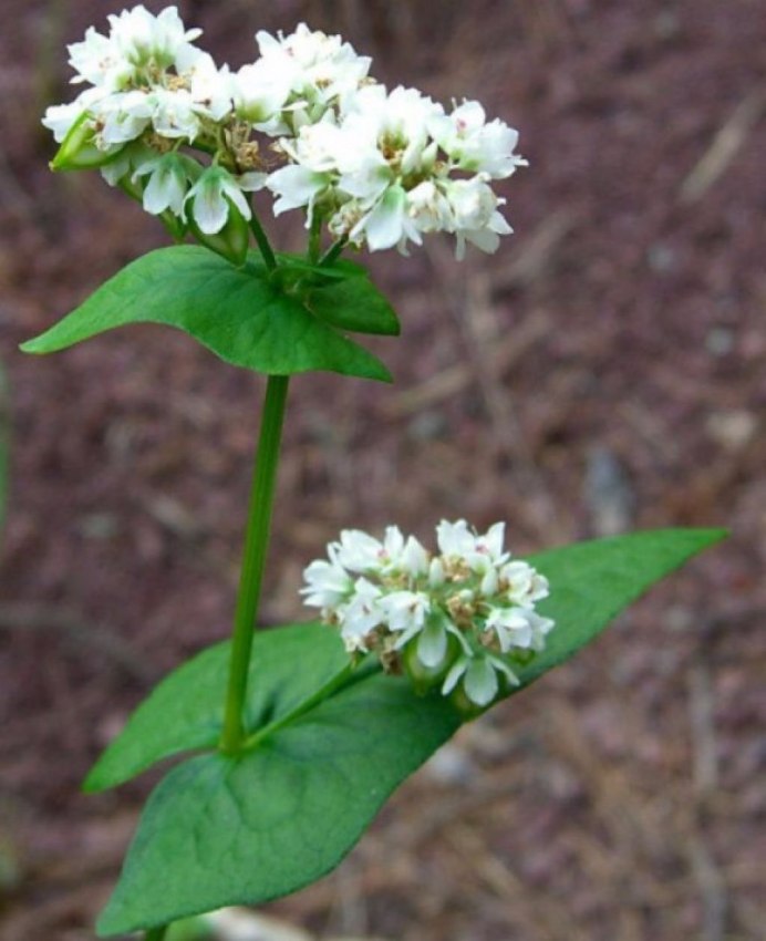 Грач с грачихой