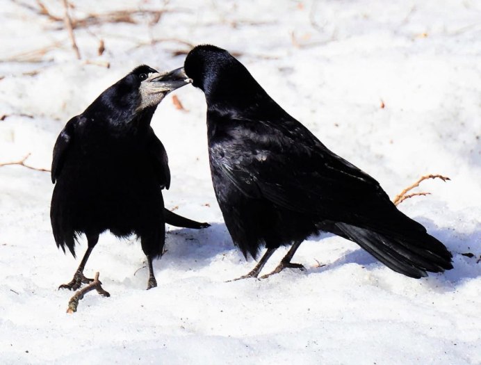 Грач птица гнездо