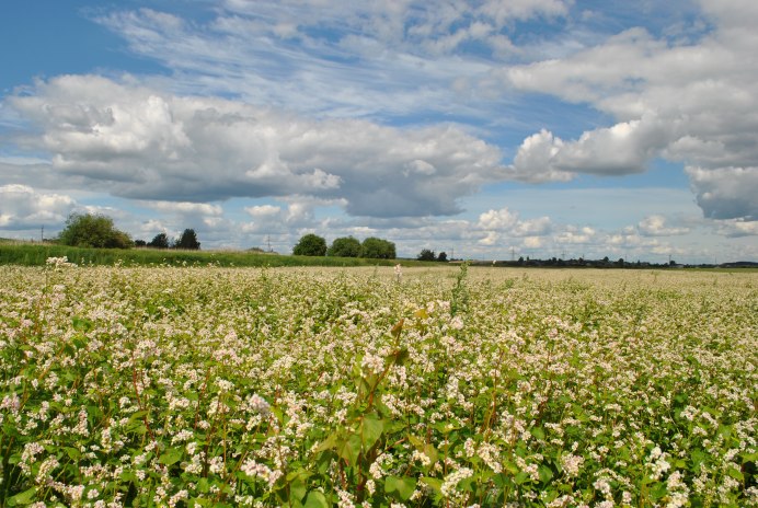 Гречиха цветет