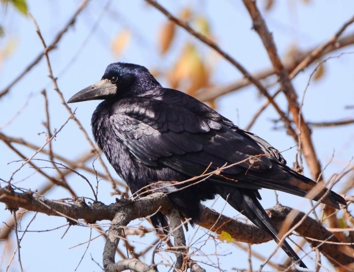 Corvus frugilegus молодой