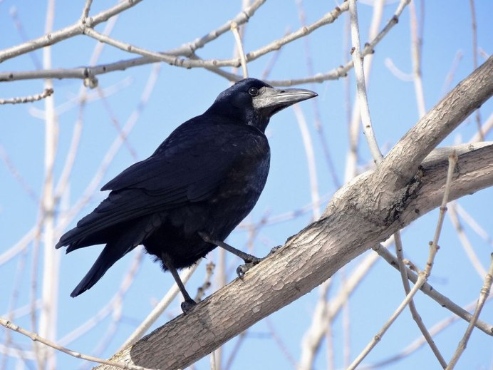 Полевой Грач