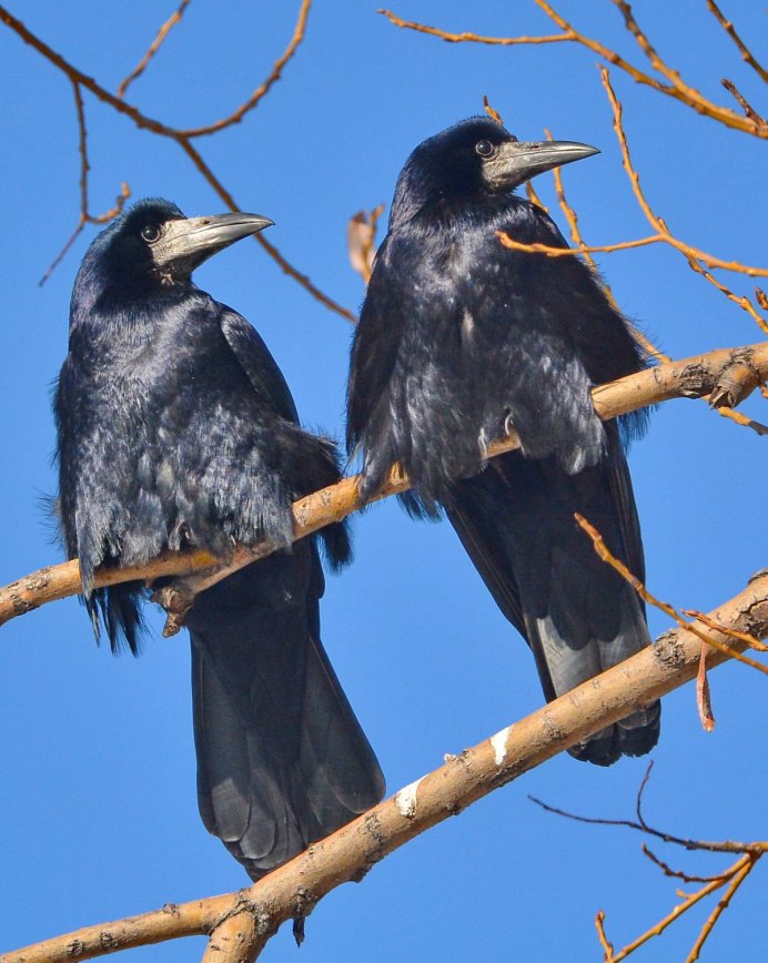 Птенец Грача