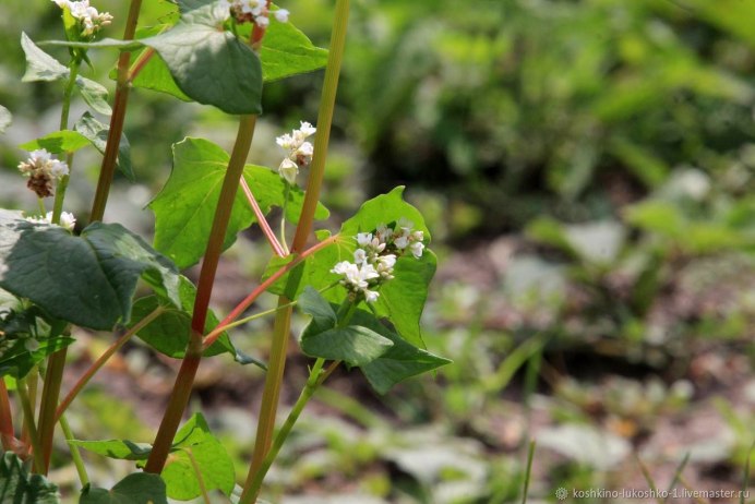 Цветущая гречиха