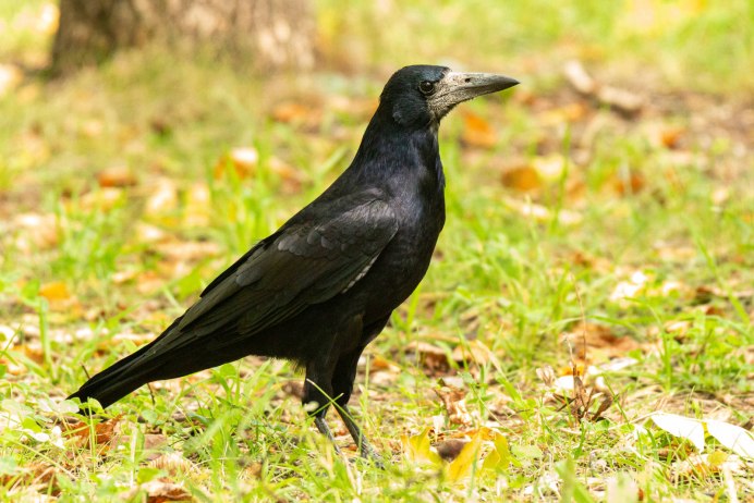 Грач Перелетная птица