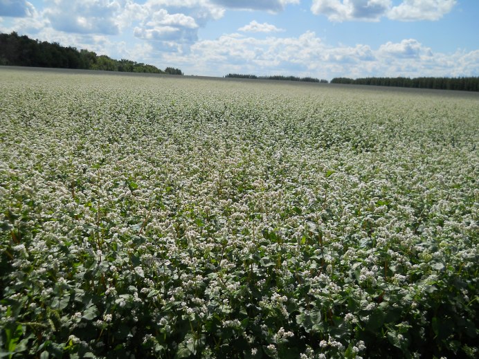 Гречиха посевная