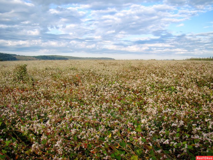 Гречиха посевная крупа