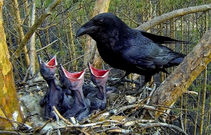 Птенцы Грача в гнезде