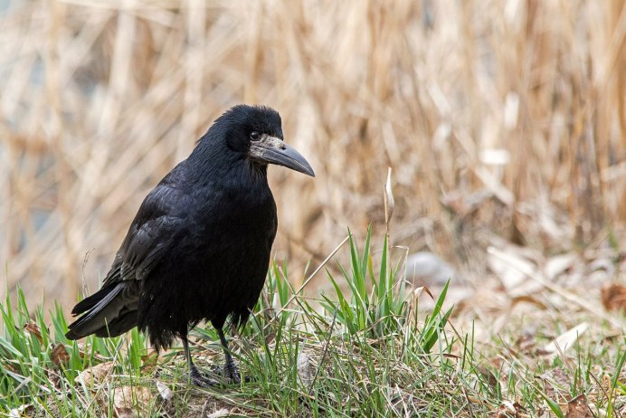 Грач обыкновенный