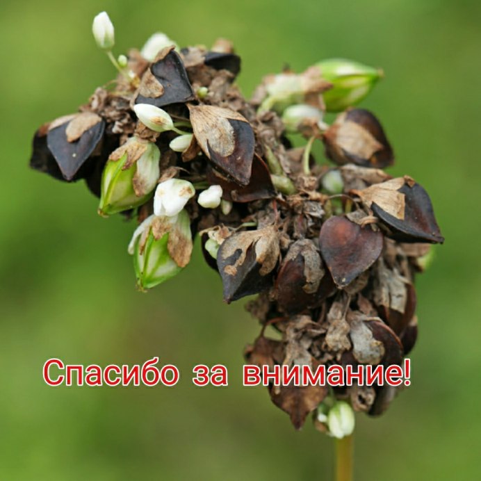 Птицы весной Грачи