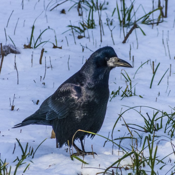 Птенец Грача