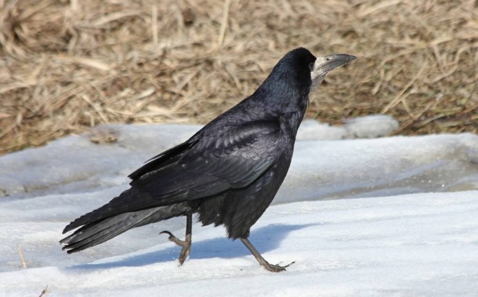 Орнитология грачей