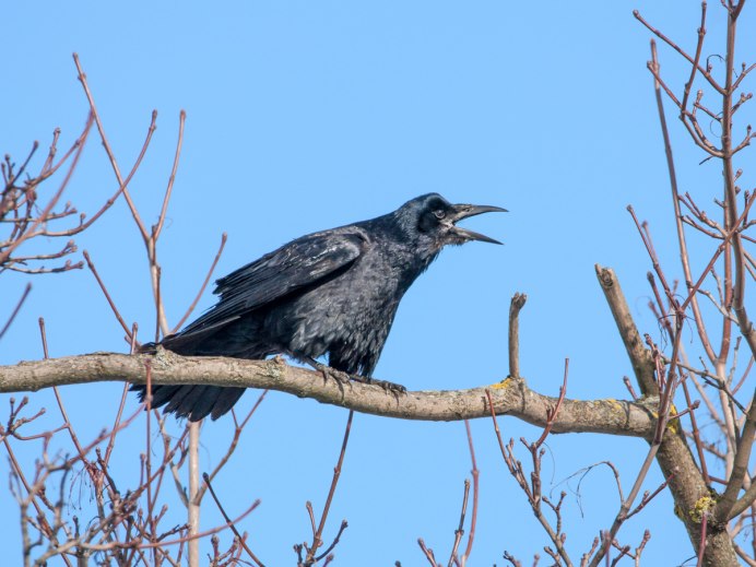 Смешной ворон