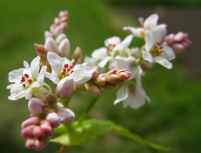 Гречиха Луговая