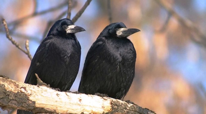 Дальневосточный Грач