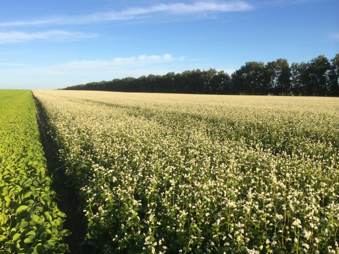 Гречиха цветет