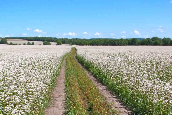 Гречиха посевная крупа