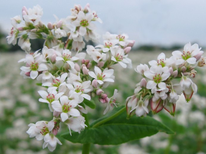 Гречиха посевная цветение