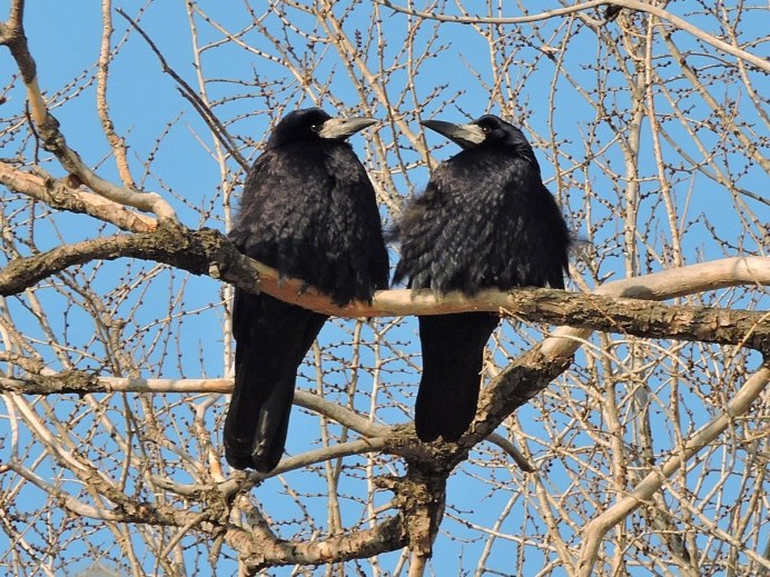 Гречиха посевная ареал