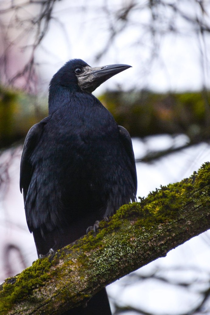 Ворон ареал обитания