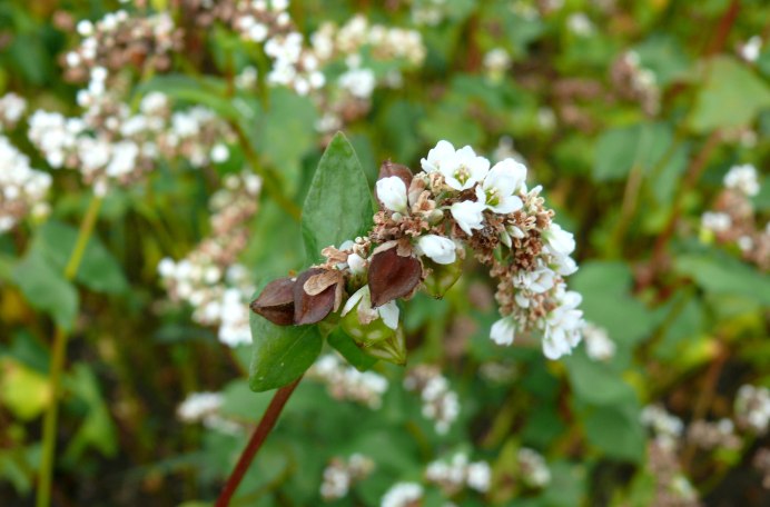 Грач желтоклювый