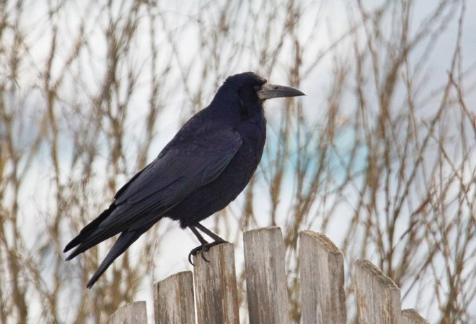 Грач птица гнездо