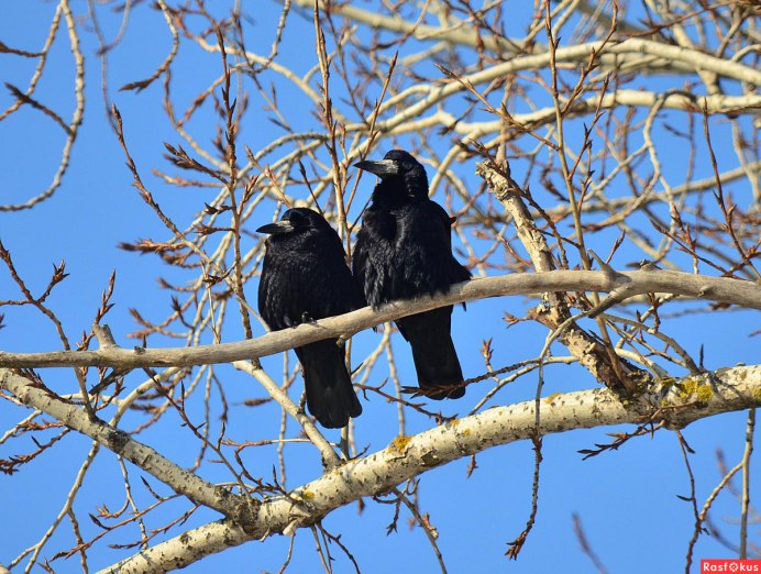 Пара грачей