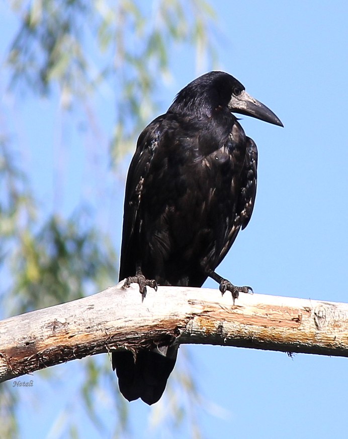 Герасим Грачевник