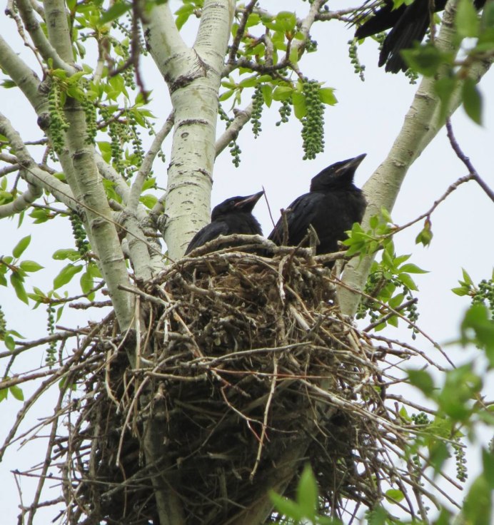 Грачонок птенец