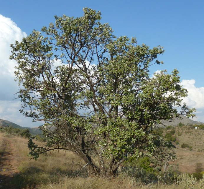 Brachylaena discolor