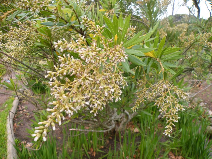 Scalesia pedunculata