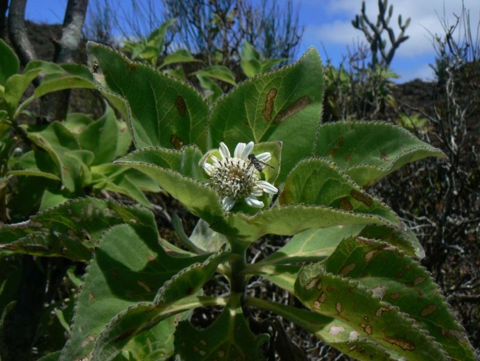 Анемопсис калифорнийский californica